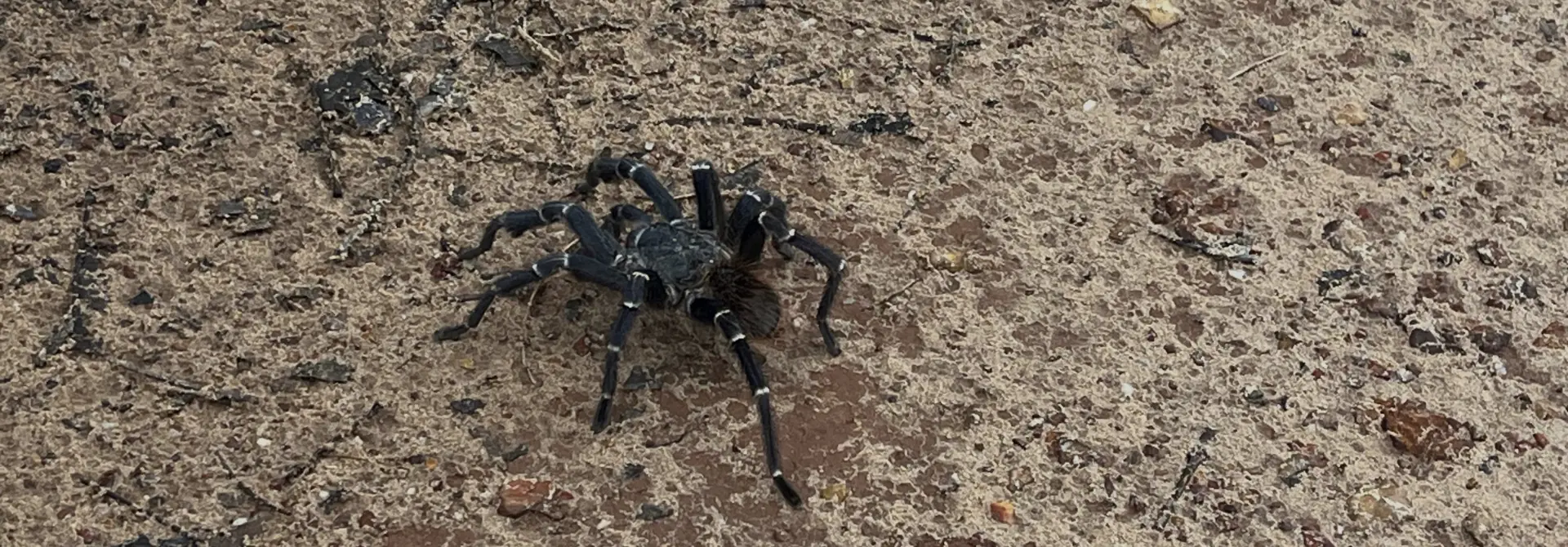 Aranha-caranguejeira caminhando sobre o solo do Cerrado